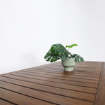 Load image into Gallery viewer, Botanica 3pc Bench Setting