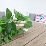 Load image into Gallery viewer, Frampton 5pc Lounge Setting - White