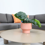 Load image into Gallery viewer, Santa Barbara Lounge Setting - Royal Stone
